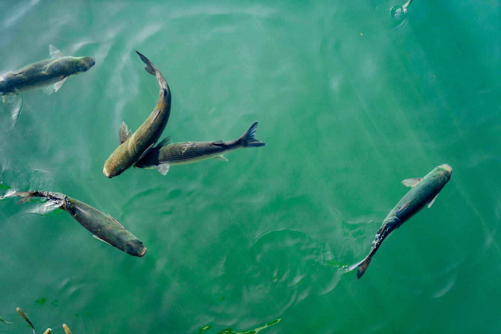 Fish in the Fish Farm Pond